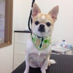 チワワ　虎太郎君２６７